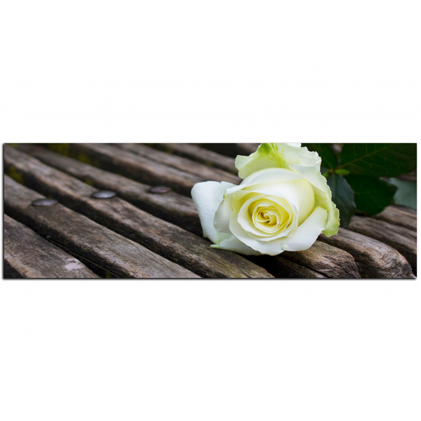 Obraz na plátně - Bílá růže na lavici - panoráma